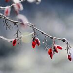 Mercedes-Benz Sprinter 316 CDI, 2.1, -20, kylmäkoneella (RUK-479)