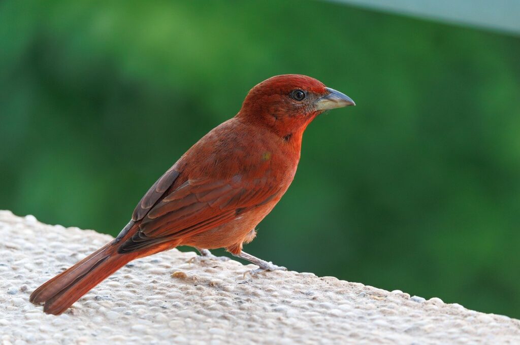 Testi huutokauppa 1 updated